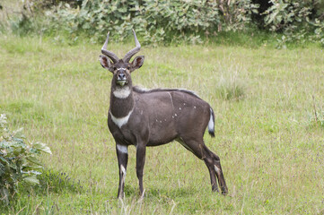 Male mountain Nyala (Tragelaphus buxtoni) or Balbok, Bale Mountains, Ethiopia