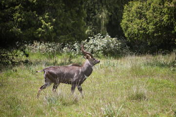 Male mountain Nyala (Tragelaphus buxtoni) or Balbok, Bale Mountains, Ethiopia