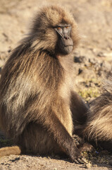 Gelada baboon (Theropithecus Gelada), Simien mountains national park, Amhara region, North Ethiopia