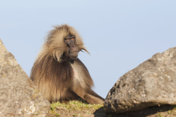 Gelada baboon (Theropithecus Gelada), Simien mountains national park, Amhara region, North Ethiopia