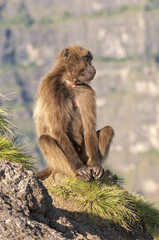 Gelada baboon (Theropithecus Gelada), Simien mountains national park, Amhara region, North Ethiopia