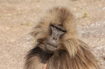 Gelada baboon (Theropithecus Gelada), Simien mountains national park, Amhara region, North Ethiopia