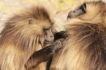 Gelada baboon (Theropithecus Gelada) grooming each other, Simien mountains national park, Amhara region, North Ethiopia