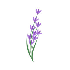 Naklejka premium Illustration of lavender flowers. Lavender flowers with green leaves. Illustration of a lavender bouquet. Illustration of purple flowers