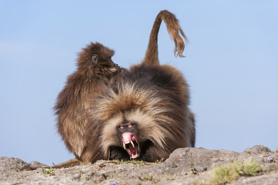 Gelada baboon (Theropithecus Gelada) grooming each other, Simien mountains national park, Amhara region, North Ethiopia