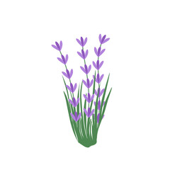 Obraz premium Illustration of lavender flowers. Lavender flowers with green leaves. Illustration of a lavender bouquet. Illustration of purple flowers
