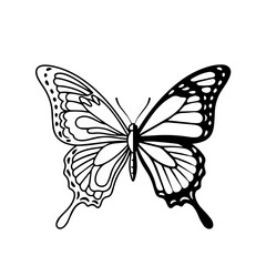 Intricate black and white butterfly