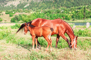Brown mare grazes peacefully on lush green field while her foal stands close, alert and serene. Backdrop of trees and hillside enhances the tranquil countryside atmosphere