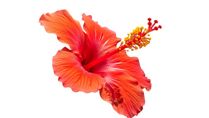 Vibrant orange hibiscus flower isolated on transparent background with yellow and red stamen