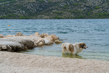 Morze Śródziemne, Chorwacja wybrzeże w rejonie Trogiru późnym latem. © Franciszek