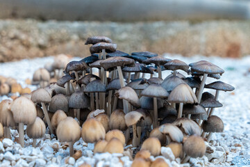 Grzyby rosnące na kamieniach. Fajne tło dla komputera. © Franciszek