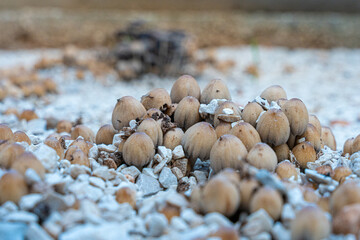 Grzyby rosnące na kamieniach. Fajne tło dla komputera. © Franciszek