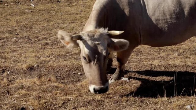 Close-up view of a massive brown cow with horns peacefully munching on dry grass in a sun-drenched field