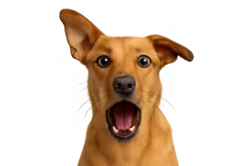 Surprised dog looking with wide eyes and open mouth showing an amazed and shocked expression, transparent background