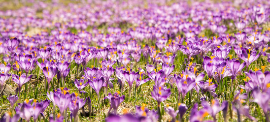 Naklejka premium Purple crocus flowers blooming on spring meadow. Spring banner
