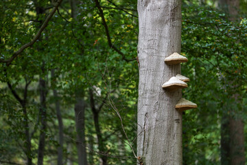  Bracket fungus on tree park