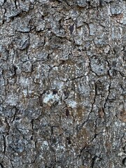 Fototapeta premium Intricate natural bark texture showcasing rugged organic patterns and weathered surfaces