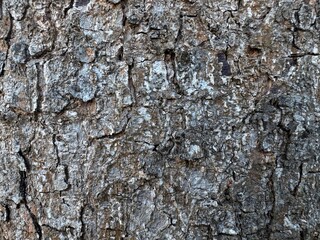 Obraz premium The weathered and intricate surfaces of forest trees reveal the eternal beauty of nature.