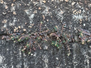 The Botanical Resilience of Delicate Green Plants Emerges from Concrete Cracks Showing Resilience