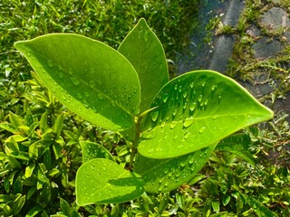 Vibrant verdant foliage glistens with morning dew, capturing nature's delicate artistry and serene