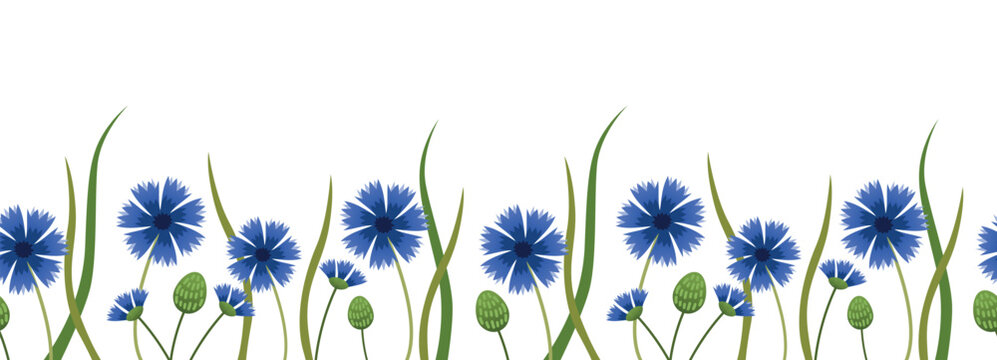 Blue cornflower floral border with wild meadow flowers and grass, vector illustration