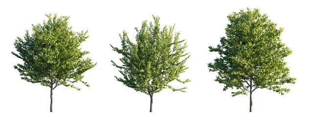 Celtis Occidentalis (Common Hackberry) small steet tree isolated PNG on a transparent background premium nature cutout