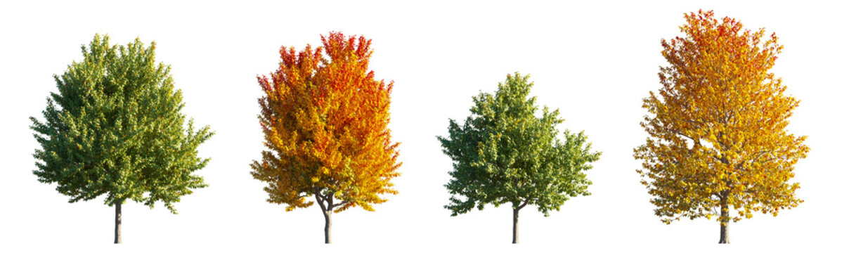Acer Negundo (Boxelder Maple) green and yellow trees isolated PNG on a transparent background premium nature cutout