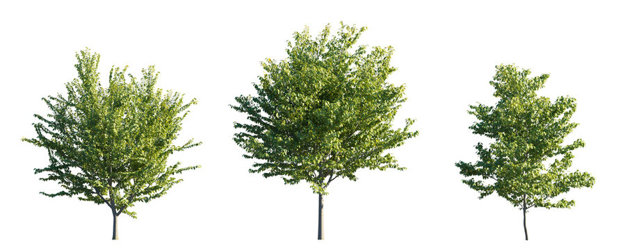 Celtis Occidentalis (Common Hackberry) small steet tree isolated PNG on a transparent background premium nature cutout