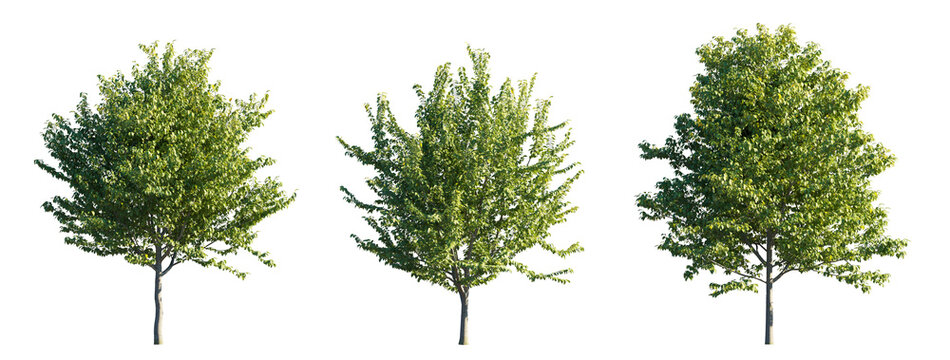 Celtis Occidentalis (Common Hackberry) small steet tree isolated PNG on a transparent background premium nature cutout
