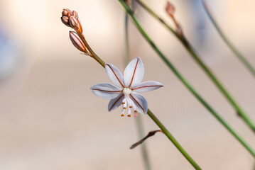 Flowers of Hollow-stemmed asphodel, Asphodelus fistulosus. It is native to the Mediterranean region, and an invasive exotic weed in the United States. Photo taken in Santa Pola, Alicante, Spain