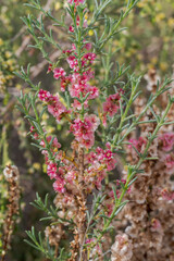 Flowers of Salsola oppositifolia, a species of halophyte shrub native to the Mediterranean Basin. Photo taken in the Clot de Galvany, Alicante, Spain