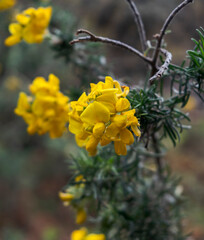 Bright yellow flowers of Adenocarpus decorticans, a legume family plant. Photo taken in Palancon stream, Bayarcal, province of Almeria, Spain