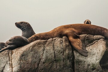 Close-up of several male Steller sea lions resting on a rock, one sprawled with flippers hugging the stone and eyes closed, others lifting their heads. © Mariia
