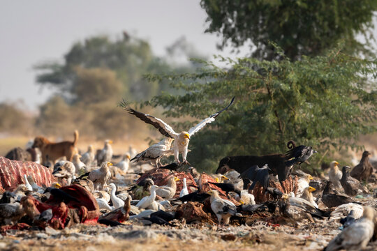 Egyptian vulture or Neophron percnopterus bird in flight landing on carcass in dumping yard and aggressive attacking feral dogs roaming snatching Jorbeer Conservation Reserve bikaner rajasthan india