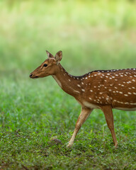 Obraz premium wild adult female spotted deer or chital or axis deer side profile with eye contact walking in natural scenic green background winter season safari jim corbett national park forest uttarakhand india