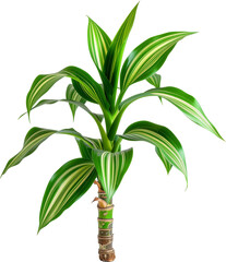 Dracaena corn plant isolated on white background
