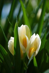 Fototapeta premium Beautiful white crocus flowers blooming in garden