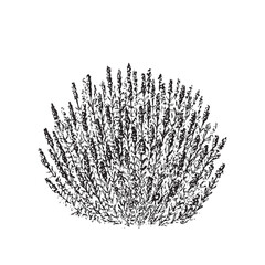 Lavender Botanical Illustration Hand Drawn Floral Branch