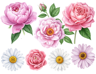 “Floral Illustration Set with Dew Drops, Botanical Flowers Clipart, Isolated PNG”