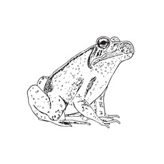 Hand Drawn Frog Line Art Illustration Isolated on White