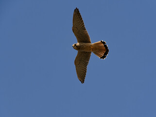 Turmfalke, Falco tinnunculus