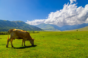 Naklejka premium Cow grazes peacefully in a lush green meadow surrounded by mountains and trees in Kyrgyzstan. Calm atmosphere with blue sky and fluffy clouds enhances serenity.