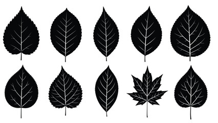 Fototapeta premium Collection of black leaves on white background vector
