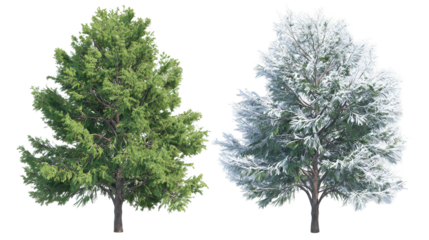 Two evergreen pine trees side by side one representing summer on transparent background