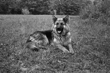 German Shepherd dog sitting in a meadow