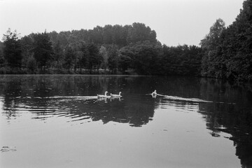 serene natural scene with waterfowl swimming in a pond
