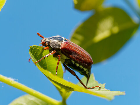 Maik&auml;fer, Feldmaik&auml;fer, Melolontha melolontha, Gemeiner Maik&auml;fer