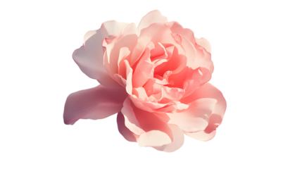 Beautiful pink rose, Isolated on White background.