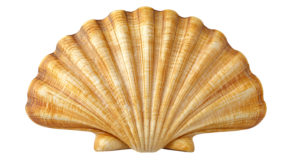 seashell with intricate texture isolated on white background.