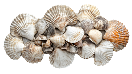 Seashells isolated on white background.